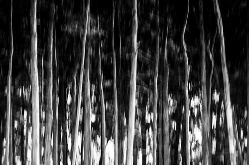 Trees in black and white