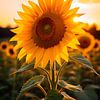 Sonnenblume im goldenen Abendlicht von drdigitaldesign