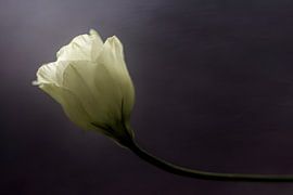 Light me up... . by Luc Toegaert