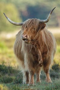 Schotse Hooglander van Menno Schaefer