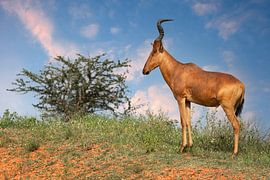 Red hartebeest (Alcelaphus lelwel), Murchison Falls National Park, Uganda by Alexander Ludwig