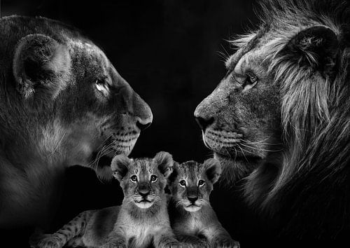 Löwenfamilie mit 2 Jungtieren