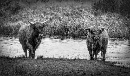 Scottish Highlander with calf walking out of the water black and white