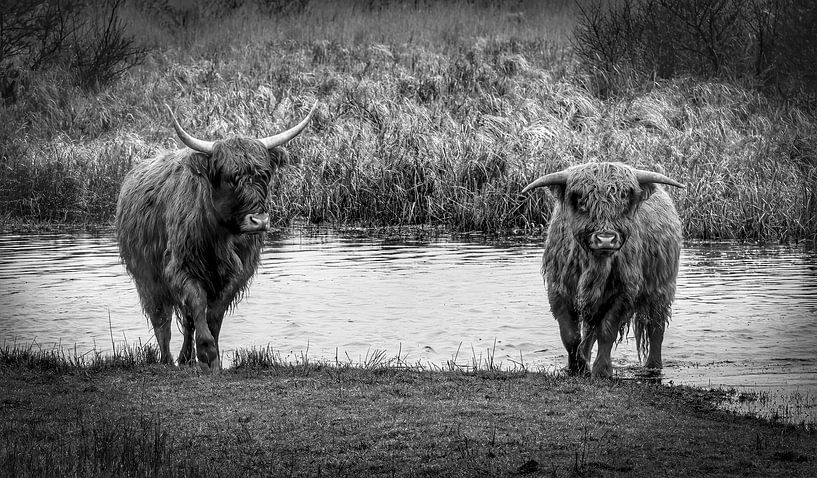 Scottish Highlander with calf walking out of the water black and white by Marjolein van Middelkoop