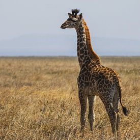 Giraffe in the endless valleys by Bart Hendriks