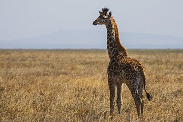 Giraffe in the endless valleys by Bart Hendriks