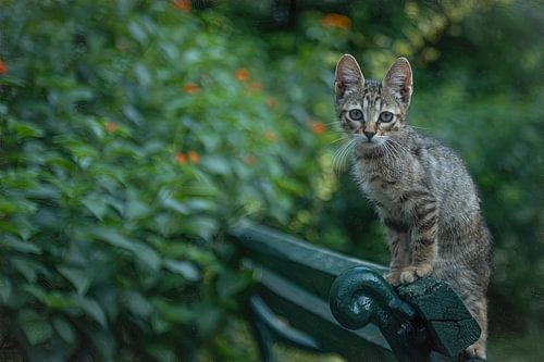 Katze im Park von Kotor. von Rene van Heerdt