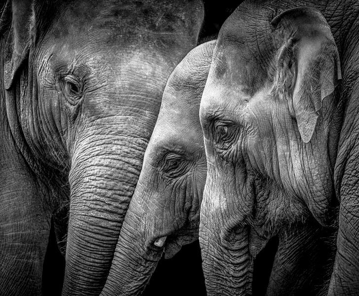 Elefanten von Karel Ton