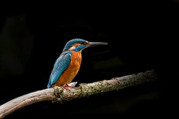 Kingfisher,  Alcedo atthis by Gert Hilbink