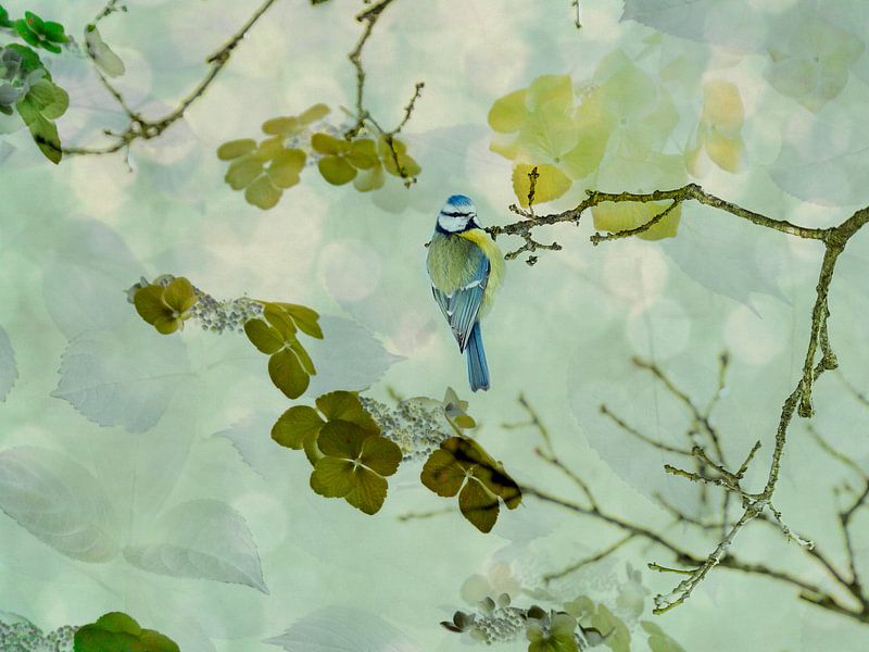 Mésange bleue dans un environnement fleuri par Anouschka Hendriks