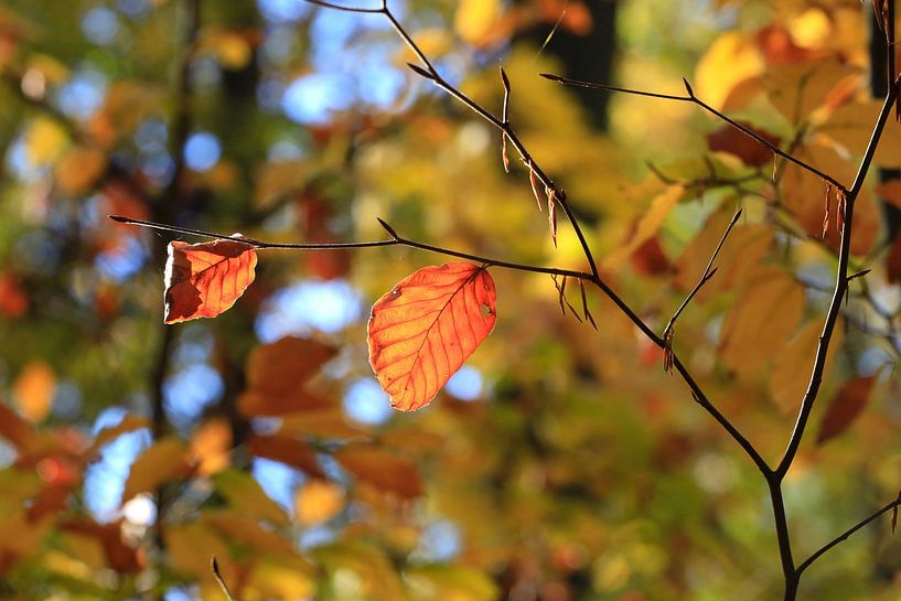 Herbstzeit von Thomas Jäger