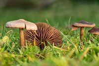 Small brown lamellar fungus