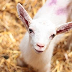 Baby Geit op de geitenboerderij van Angelica Bouwmeester