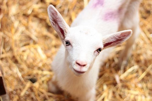 Bébé de chèvre à la ferme caprine