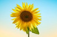 Sonnenblume von Gert Hilbink Miniaturansicht