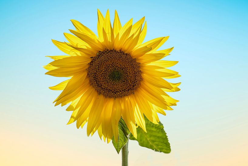 Sunflower by Gert Hilbink