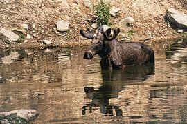 Elch in der Natur von Schweden von Martin Köbsch