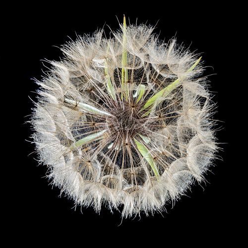 Welkes aus der Nautur