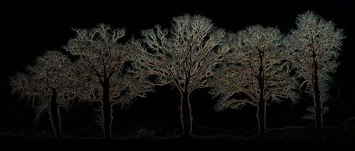 Vijf bomen die licht geven in de nacht