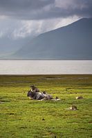 Uitgegraasde Wildebeesten