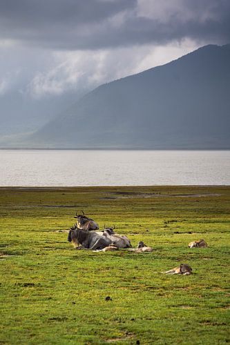 Grazed Wildebeests by Sascha Bakker