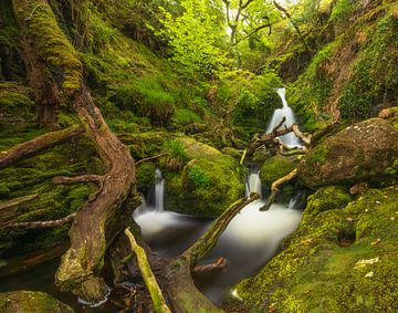 Tomies Wood - O'Sullivans Cascade (Ierland) van Marcel Kerdijk