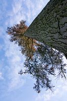 Besonderer Baum