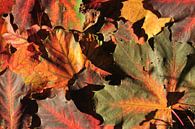 kleurrijke herfst van Evert-Jan Woudsma thumbnail