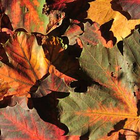 kleurrijke herfst von Evert-Jan Woudsma