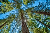 Redwood à l'aube contre un ciel bleu clair par Hans Kwaspen Aperçu