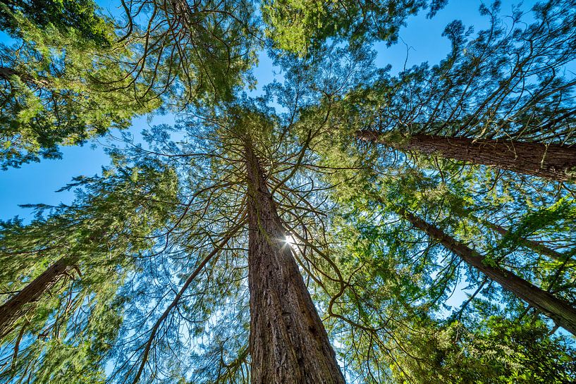 Redwood à l'aube contre un ciel bleu clair par Hans Kwaspen