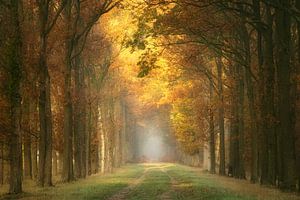 Tribute To fall