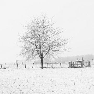 Nackter Baum in verschneiter Landschaft von Andy Staelens