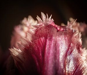 Tulp