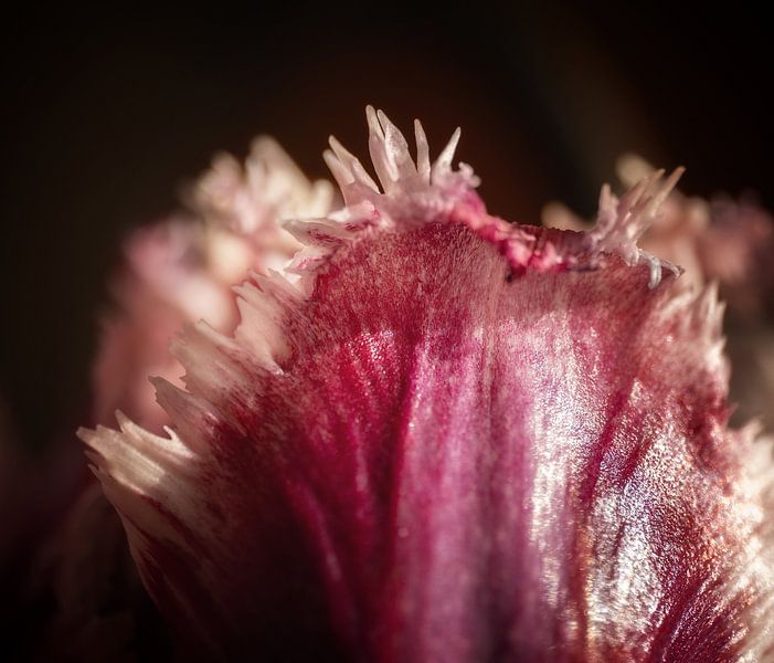 Tulp van Hans Heemsbergen