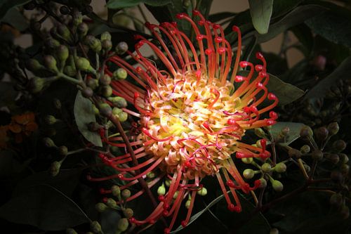 bunt, blume, altmeisterstil, exotisch, orange