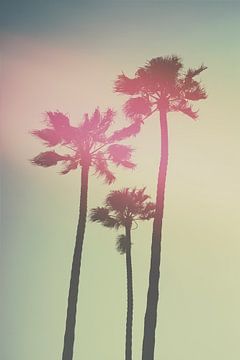 Californian Palm trees van Pascal Deckarm