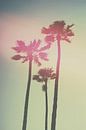 Kalifornische Palmen von Pascal Deckarm Miniaturansicht