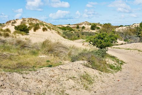 view of the dunes from the Amsterdam Water Supply Dunes by eric van der eijk