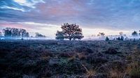Kleine eik op de hei in de ochtend