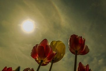 Tulpen