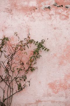 Grüne Pflanze vor rosa Wand in Teneriffa | Fotodruck Spanien | Reisefotografie von HelloHappylife