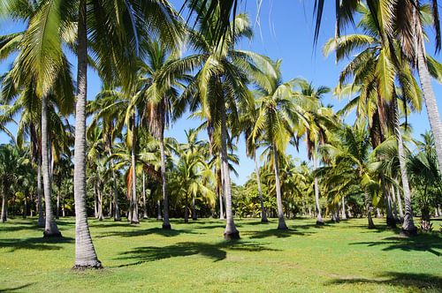 palmbomen op eiland in de mangroves van Mazunte