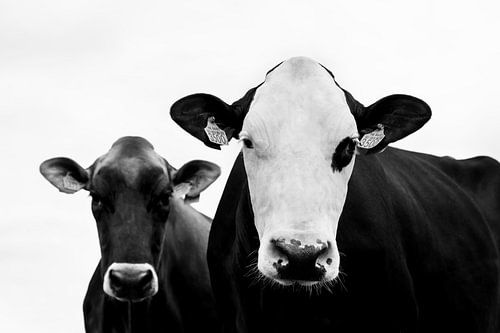 Neugierige Kuhköpfe