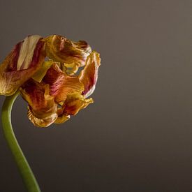 The Floral Essence by Sacred by Wendy – fine art fotografie