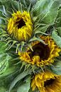 Drei Sonnenblumen von marleen brauers Miniaturansicht