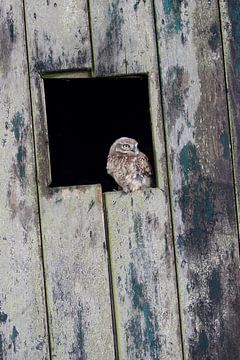 Steenuil (Athene noctua) van Ronald Pol