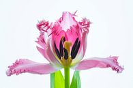 Kunstwerk Tulpenblüte von Monika Scheurer Miniaturansicht