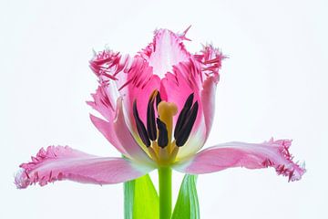 Kunstwerk Tulpenbloesem van Monika Scheurer