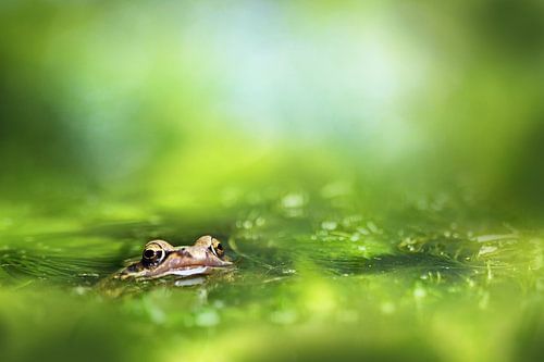The frog pond by Michelle Zwakhalen